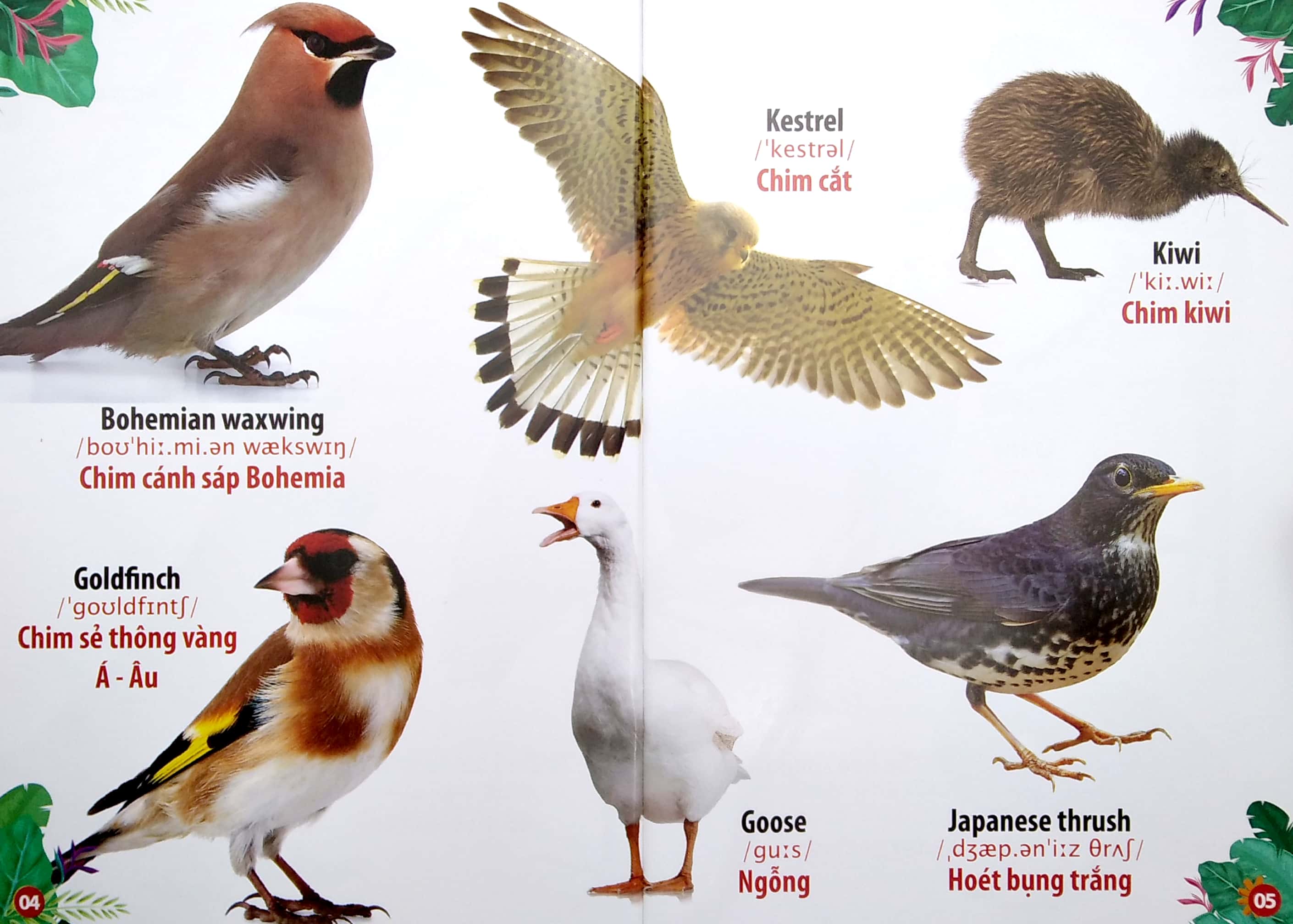 Thư Viện Hình Ảnh Song Ngữ Đầu Tiên Của Bé - Loài Chim PDF