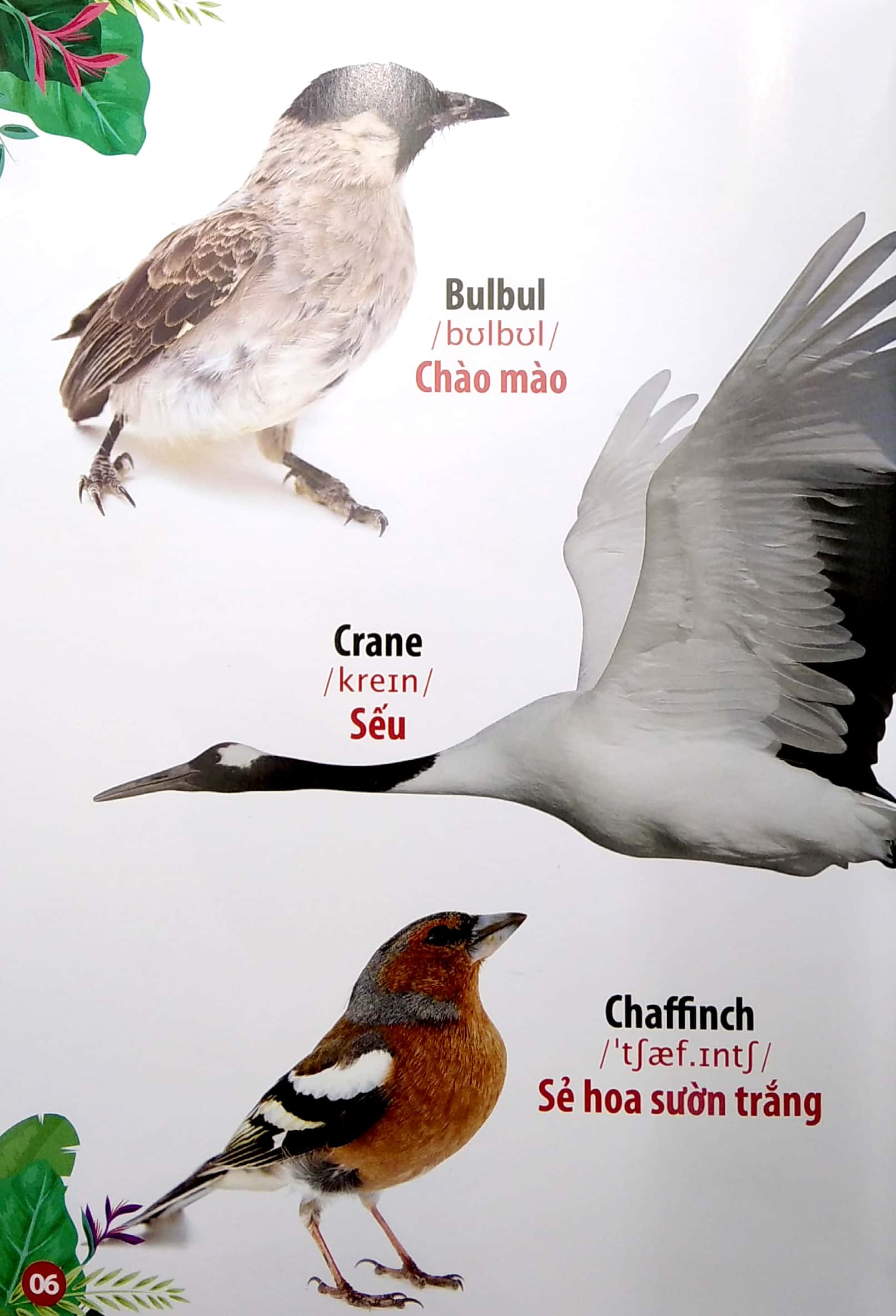 Thư Viện Hình Ảnh Song Ngữ Đầu Tiên Của Bé - Loài Chim PDF