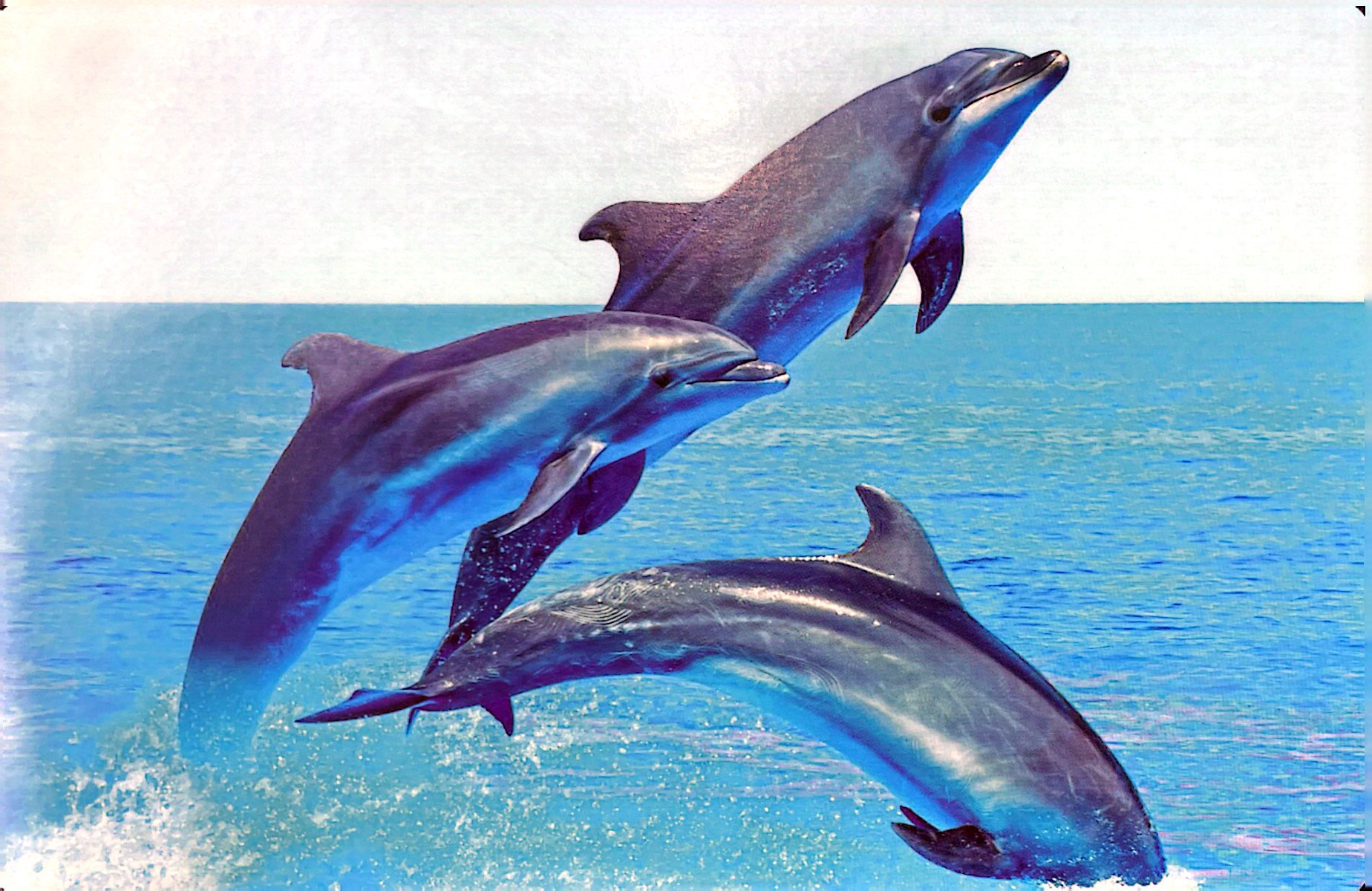 Flash Card Tiếng Anh - Sea Animals Động Vật Biển PDF